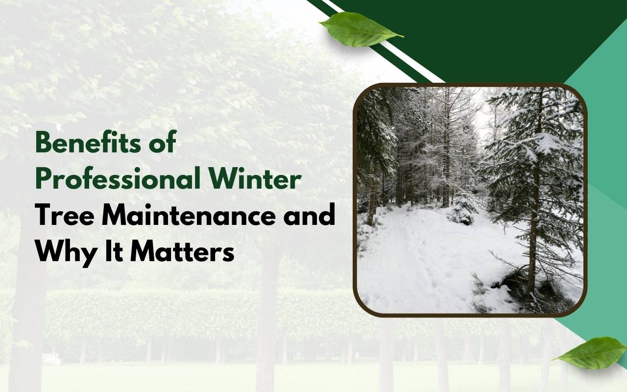 Cleanly pruned branches showing the Benefits of Professional Winter Tree Maintenance for tree safety