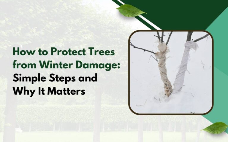 How to Protect Trees from Winter Damage Tips