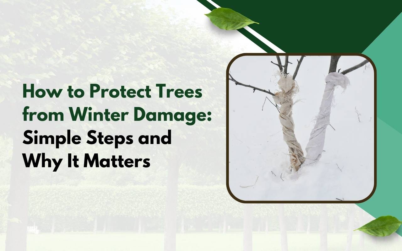 How to Protect Trees from Winter Damage in a snowy front yard