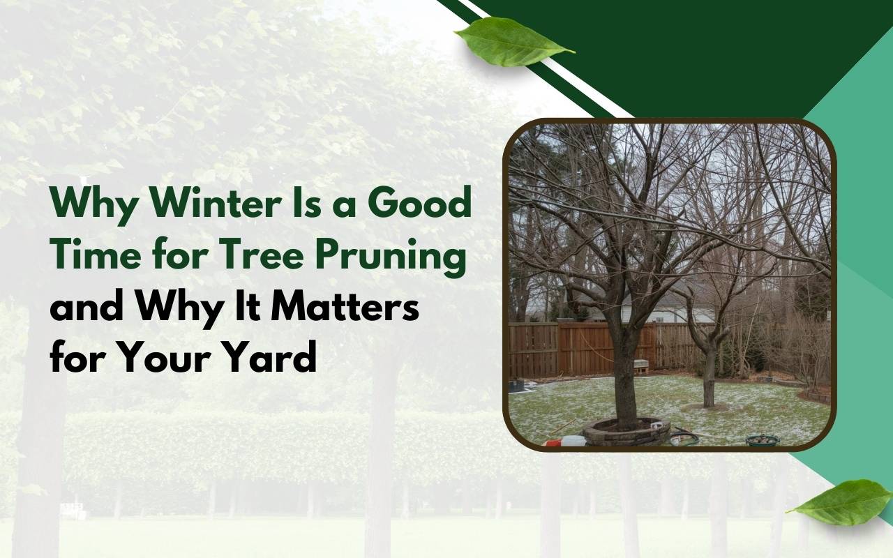 Dormant oak tree being pruned, showing why Winter Is a Good Time for Tree Pruning for branch structure