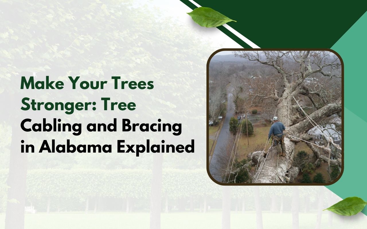 Tree Cabling and Bracing in Alabama helping a large oak stay stable during storm season