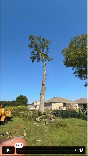 Tree Services - Cabrera Professional Tree Service LLC