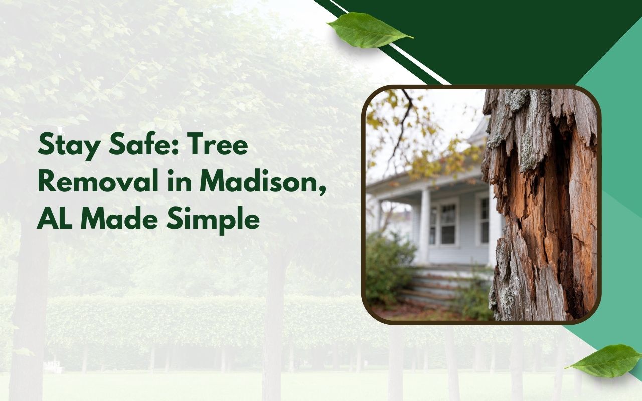 Tree removal Madison AL hazardous tree assessment showing a dangerous tree with trunk cracks near a home.