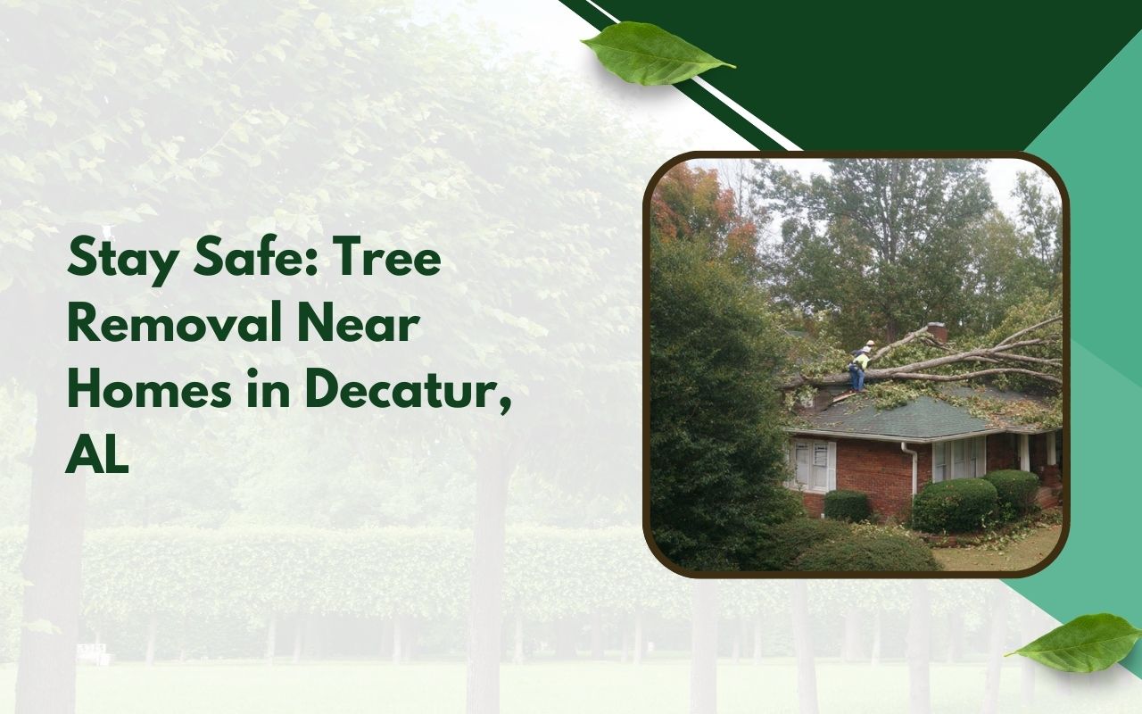 ree removal near house in Decatur, AL with controlled limb lowering near a roof