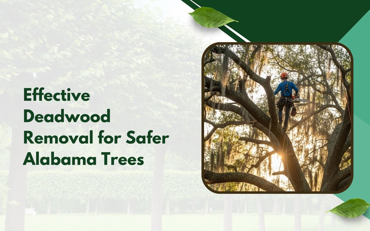Safe deadwood removal in Alabama for a cleaner yard