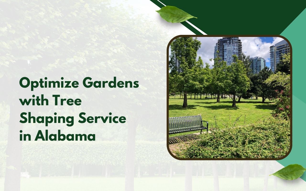 Tree shaping service in Alabama for a balanced garden