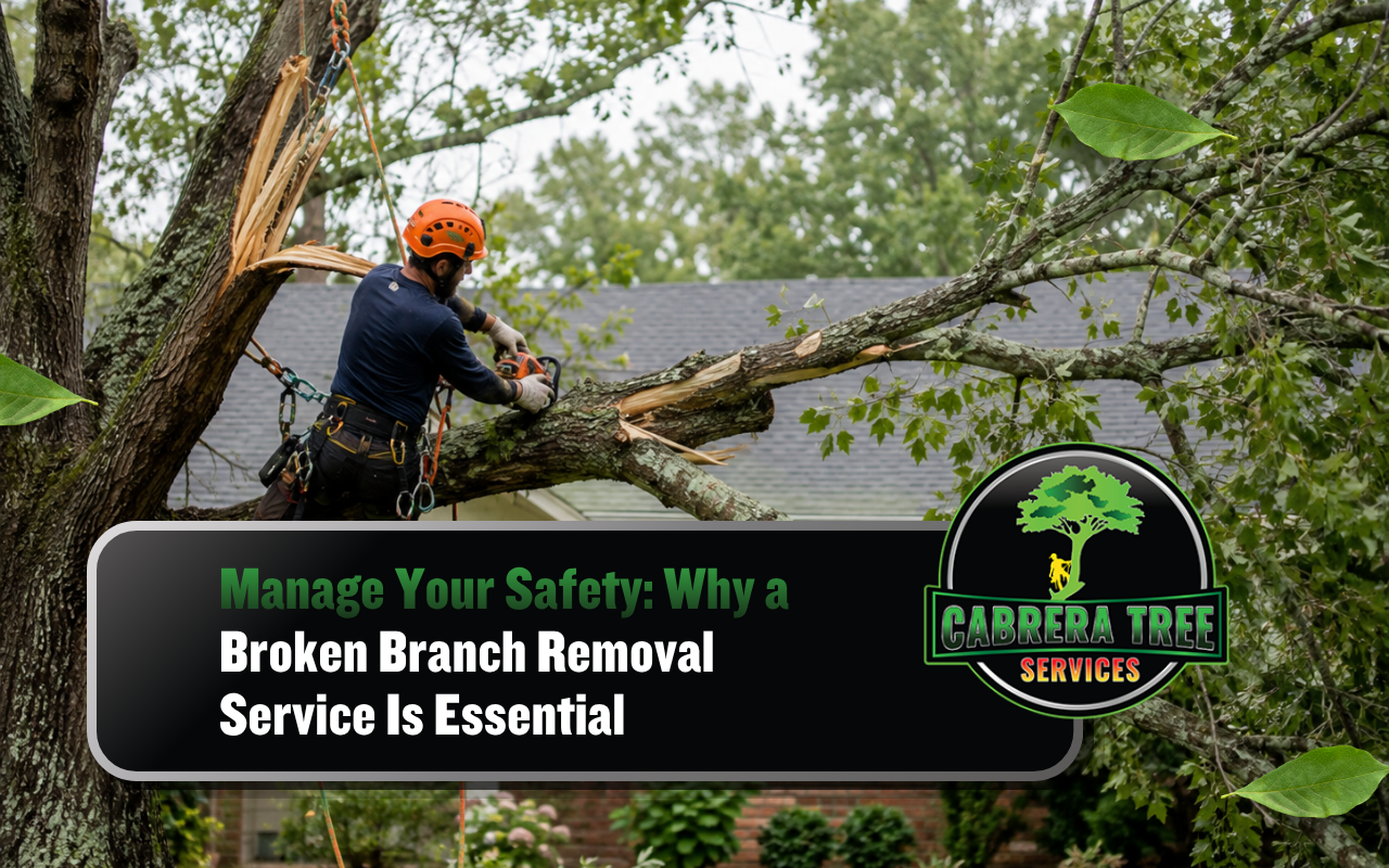 Broken branch removal service for a damaged tree in Madison