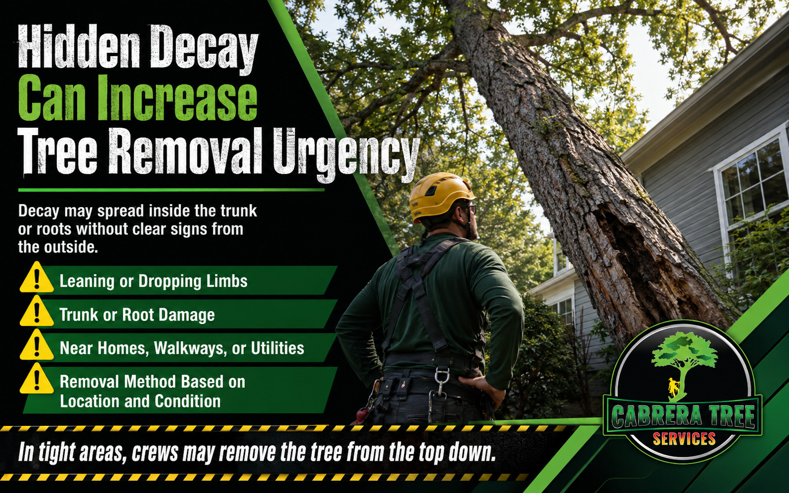 Professional inspecting a leaning decaying tree near a home for damage and the safest removal method.