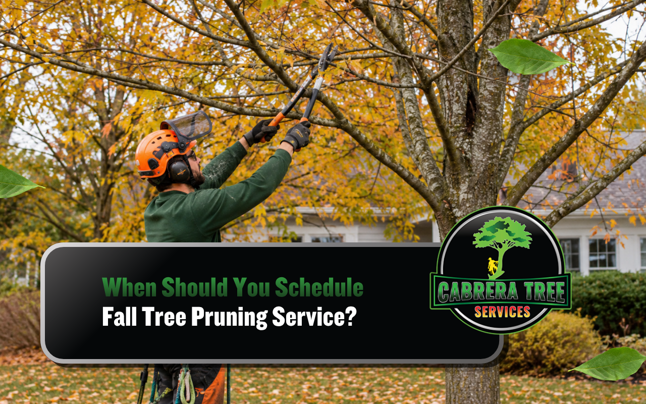 Fall tree pruning service for a residential property in Fyffe