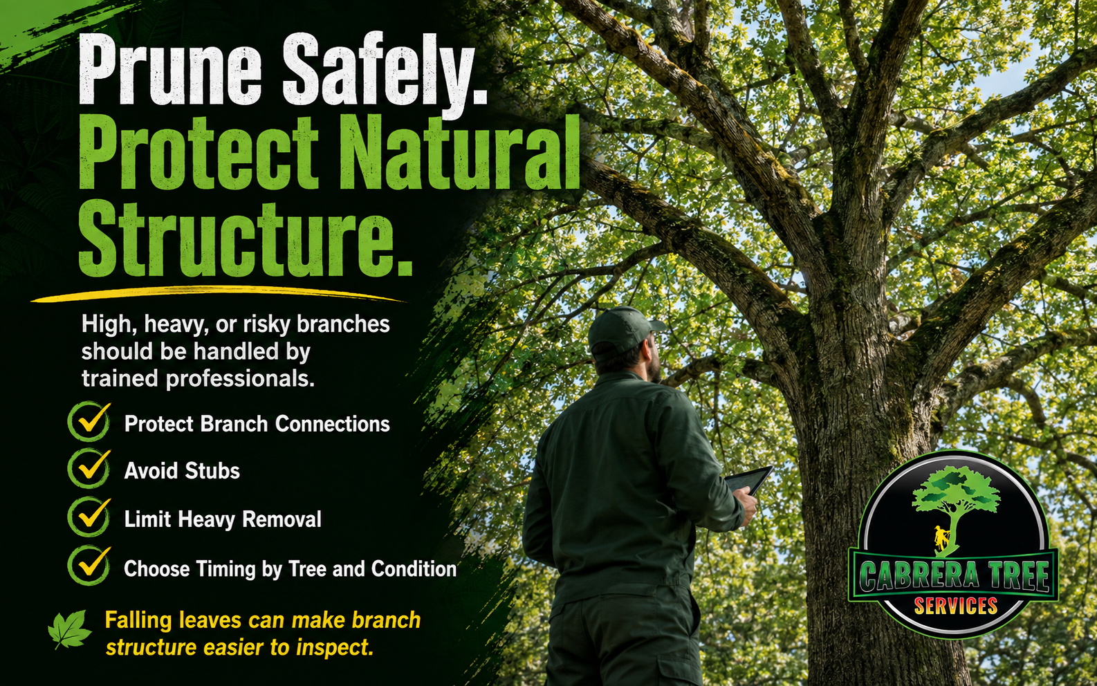 Trained professional inspecting a mature tree while following safe pruning practices that protect its natural structure.