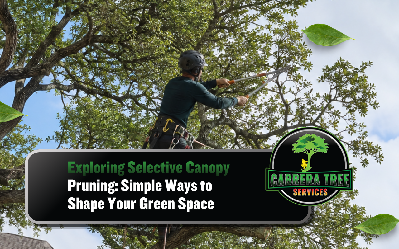 Selective canopy pruning on a mature tree in Madison