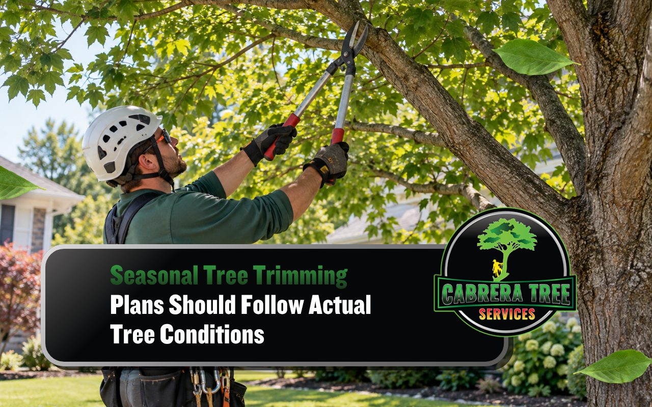 Seasonal tree trimming planned around branch condition and canopy health